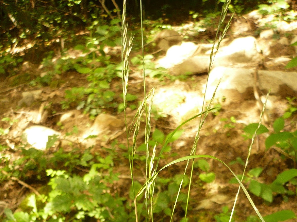 Festuca heterophylla (Poaceae)